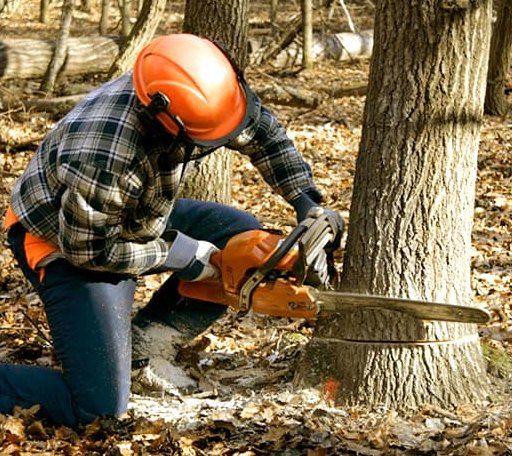 Tree Removal in Camden, AL